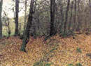 05_14_19750425_mi_Hohlweg_am_Rafflenbeuler_Kopf