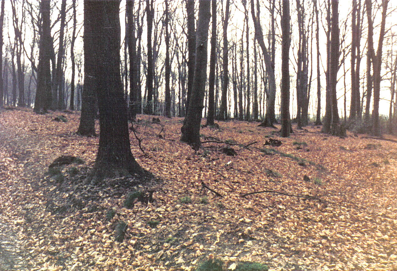 05_15_19750425_mi_Hohlwegspuren_am_Rafflenbeuler_Kopf