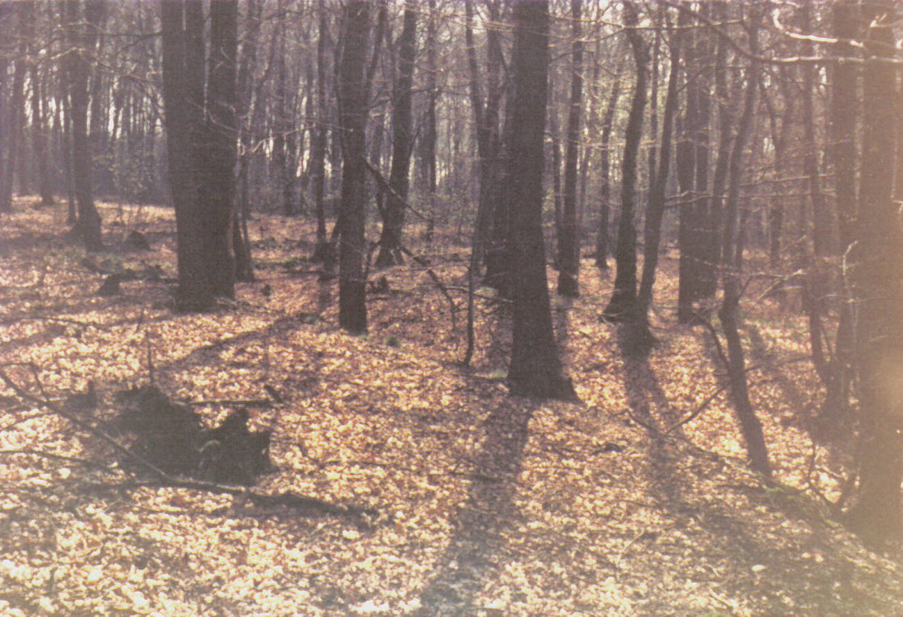 05_16_19750425_mi_Hohlwegspuren_am_Rafflenbeuler_Kopf