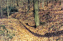 05_17_19750425_mi_Baum_im_Hohlweg