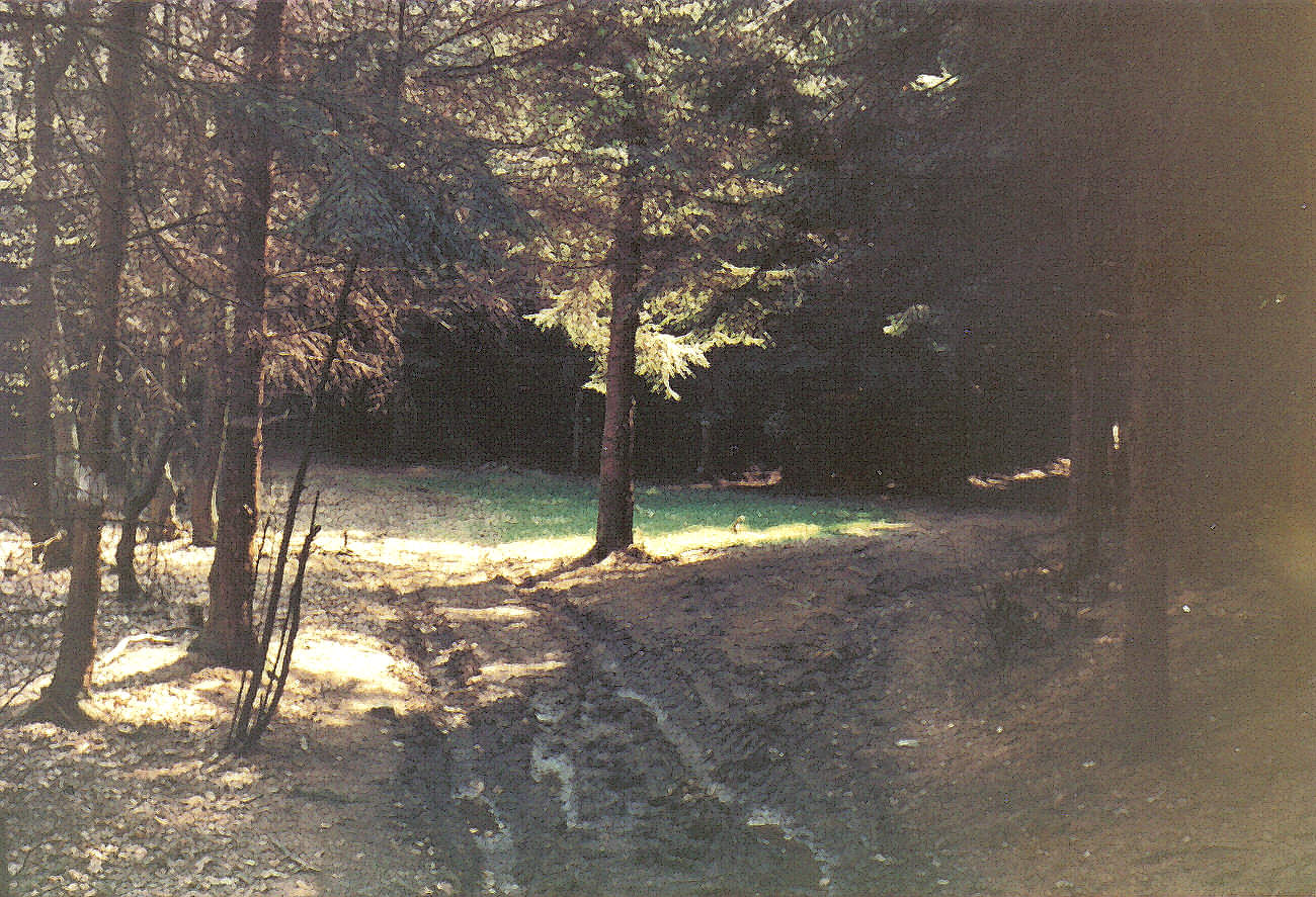 05_23_19750425_nm_Lichtung