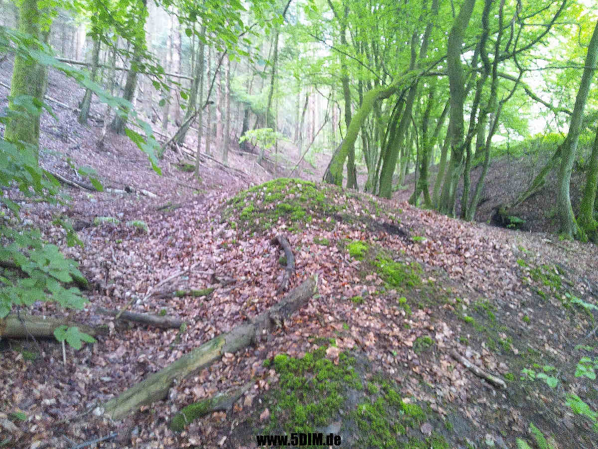 EU/D/NRW/HA/Waldbauer/20210606s1606_DSC_6713_EU_D_NW_HA-Waldbauer_Ikshardt_westlich_Wahl_Sinnerhoop_1200x0900