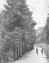 EU/D/NRW/HA/Wehringhausen/Waldlust/Stadtwaldpartie_mit_Bismarckturm_19110331