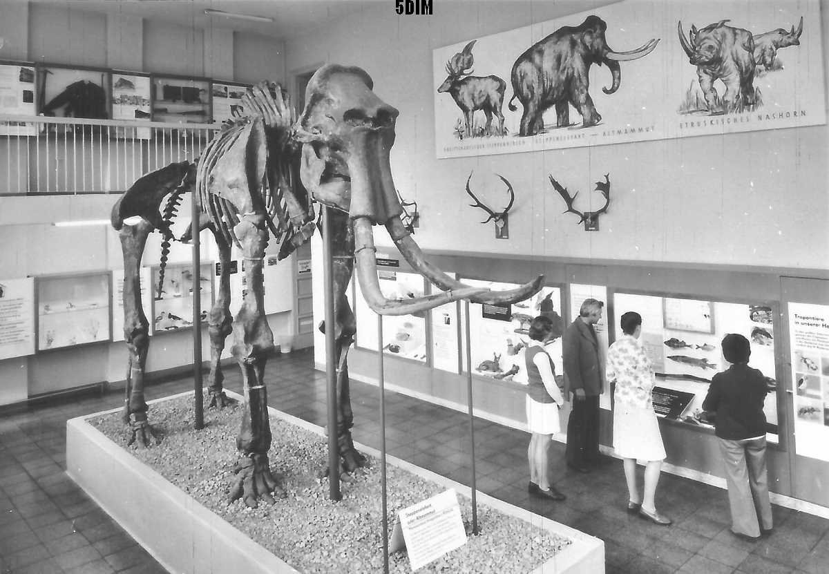 EU/D/SA/SGN/Sangerhausen/Spenglermuseum/SW-Foto_EU_D_SA_SGN_Sangerhausen_Spengler-Museum_Mammutsaal_1978_1200x0831