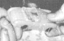 Autos/VW/Karmann-Ghia/14/Cabrio/1959xxxx_FA012_EU_D_NRW_HA-Wehringhausen_Patient_freut_sich_ueber_ein_Bruederchen_DETAIL_Pkw-Modell